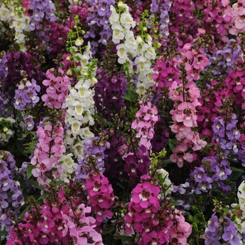 Serenita® Angelonia