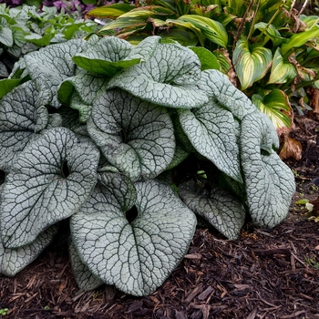 'Queen of Hearts' Heartleaf Brunnera