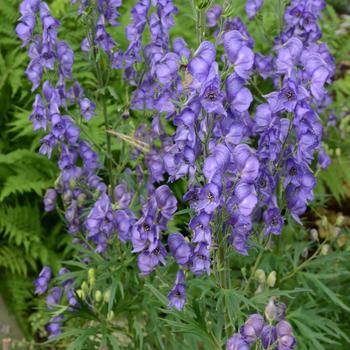 Monkshood