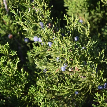 Mint Julep® Juniper