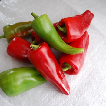 'Cubanelle' Pepper