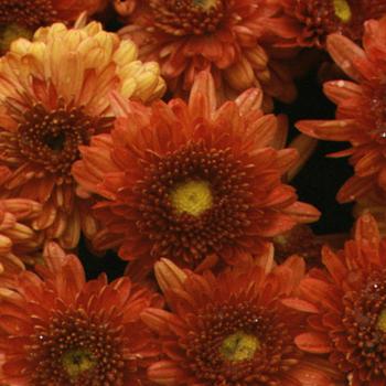 'Warm Igloo' Perennial Mum 'Warm Igloo' Perennial Mum