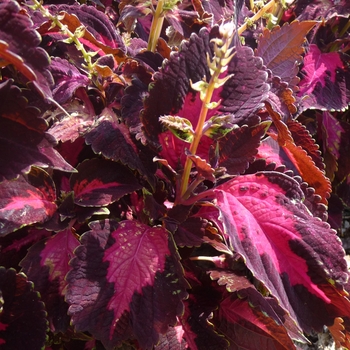 Kingswood Torch Coleus