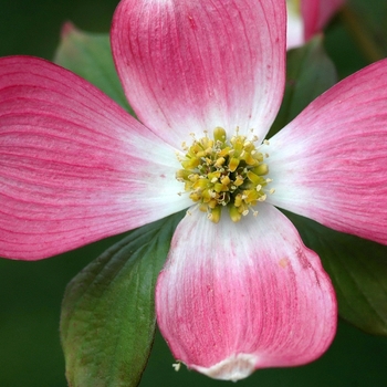 Pink Dogwood