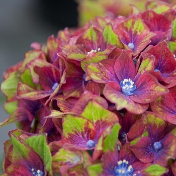 Pistachio Hydrangea