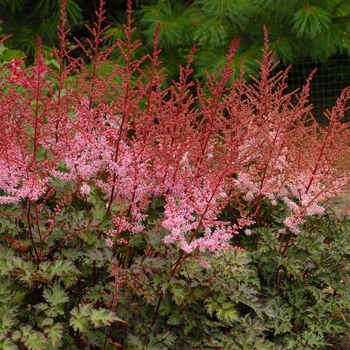 'Delft Lace' False Spirea