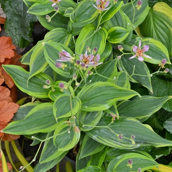'Autumn Glow' Toad Lily