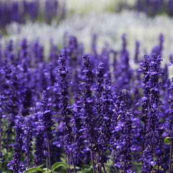 Victoria Blue Mealycup Sage