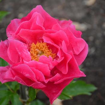 ''Paula Fay'' Peony