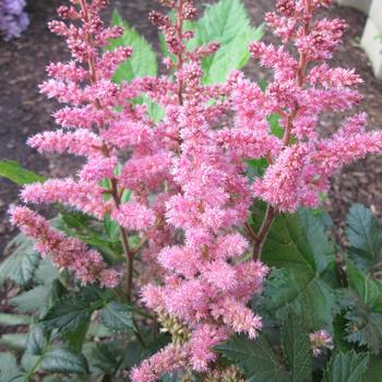 'Visions in Pink' False Spirea