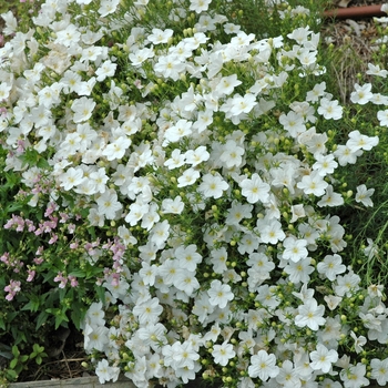 White Robe Nierembergia