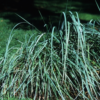 Blue Lyme Grass