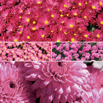 Multiple Varieties Pink Garden Mums