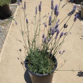 Provence Provence French Lavender