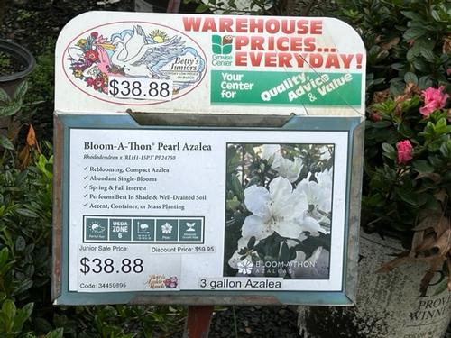 Sign for a Bloom-A-Thon Pearl Azalea plant priced at $38.88, with a description and image of white flowers. Offers details on care and planting advice.